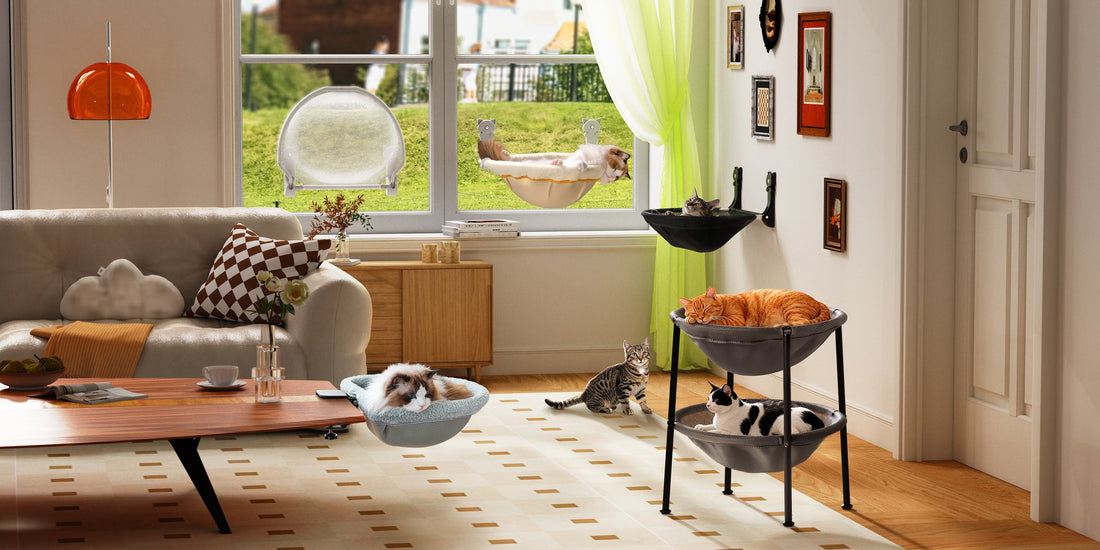 Why Every Cat Parent Needs an Elevated Hammock Bed