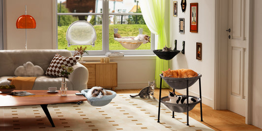 Why Every Cat Parent Needs an Elevated Hammock Bed