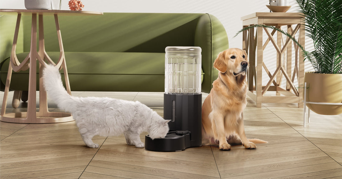 Why Your Pet Needs a Dedicated Water Fountain?