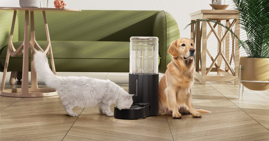 Why Your Pet Needs a Dedicated Water Fountain?