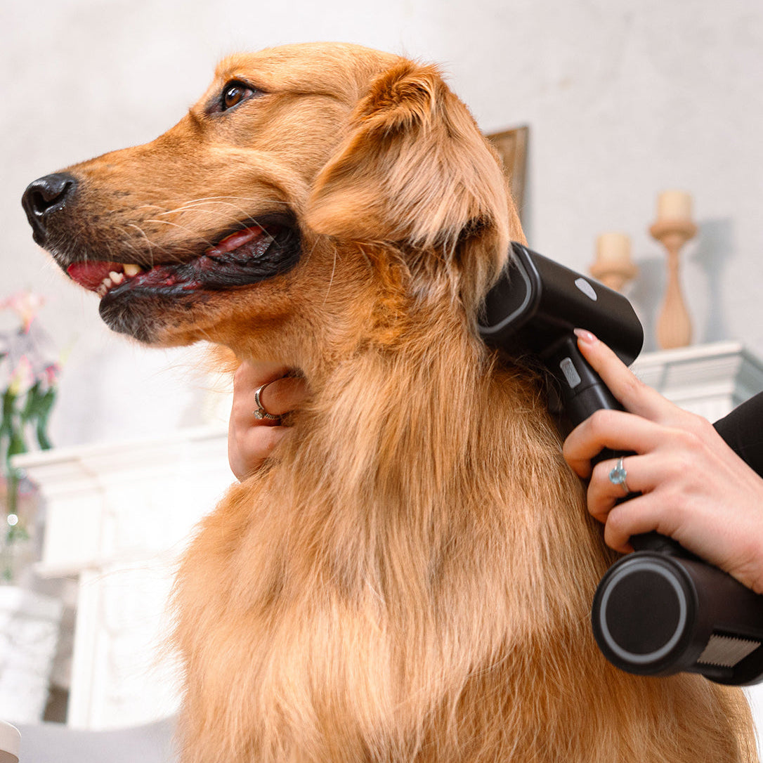 5-in-1 Cat Hair Brush & Gromming Rakes, Cat Steam Comb for Long or Short Haired Indoor Cats